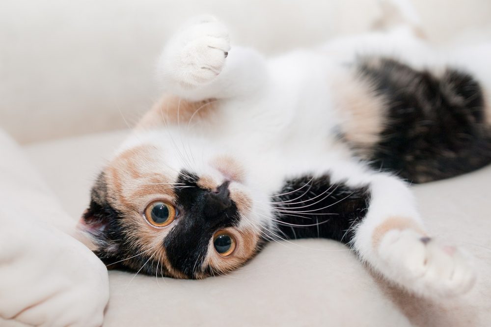15 fapte interesante si posibil nestiute ,despre pisici