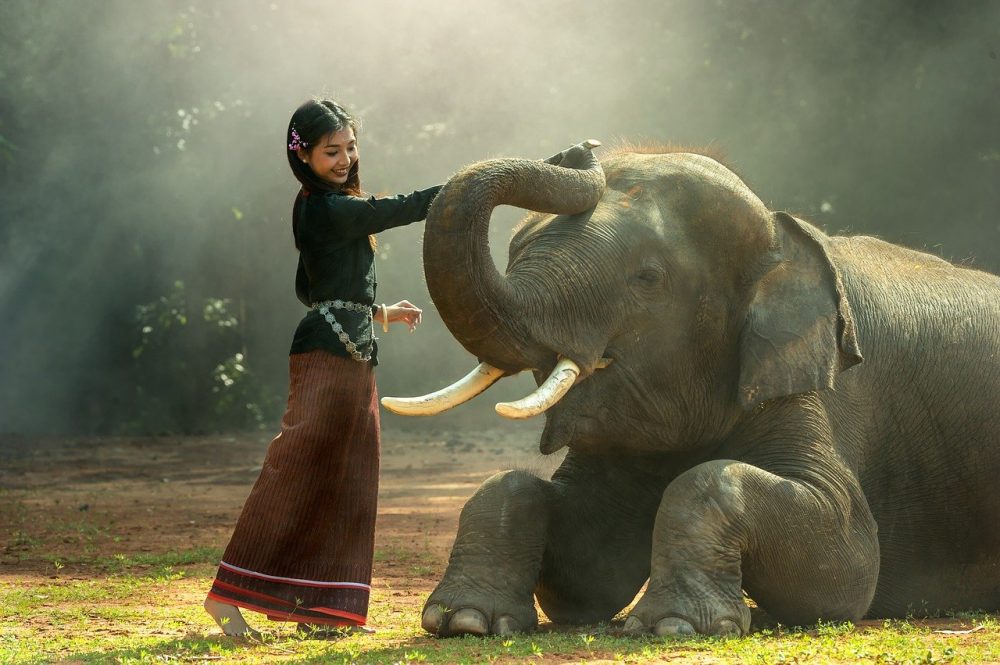 11 curiozități remarcabile despre elefanți