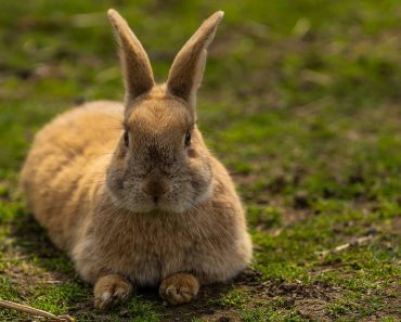 8 curiozități fascinante despre iepuri