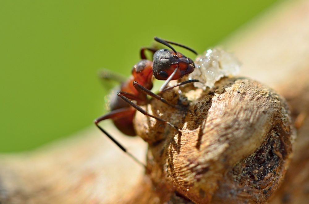 10 curiozitati incredibile,despre furnici.